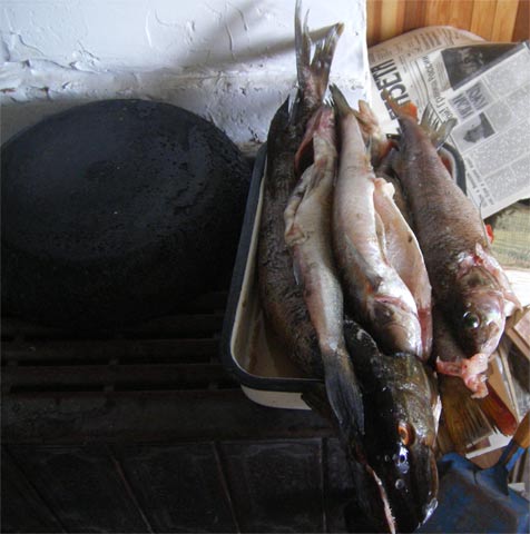 Щука, оконь, сиг, лещ