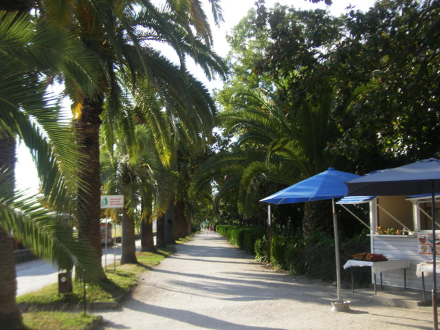 Пальмовая аллея вдоль моря в Приморском парке в Старых Гаграх. Парк заложен в начале 20-го века принцем А.Ольденбургским (1902).
