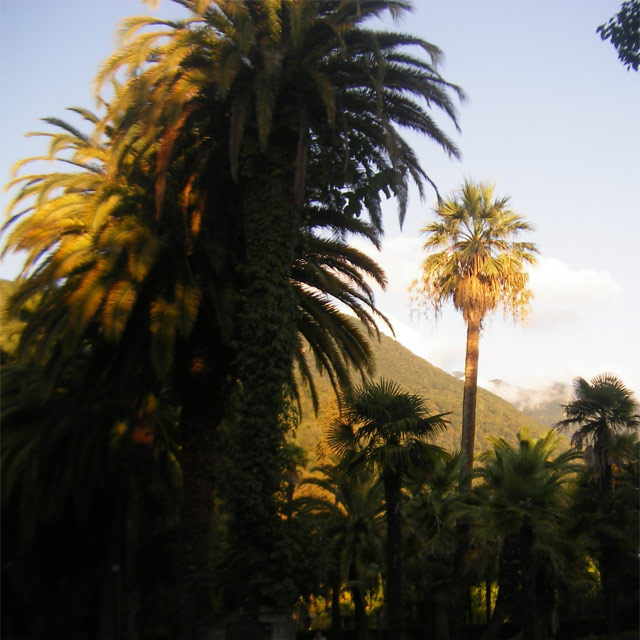 Пальмы в Приморском парке, Гагра