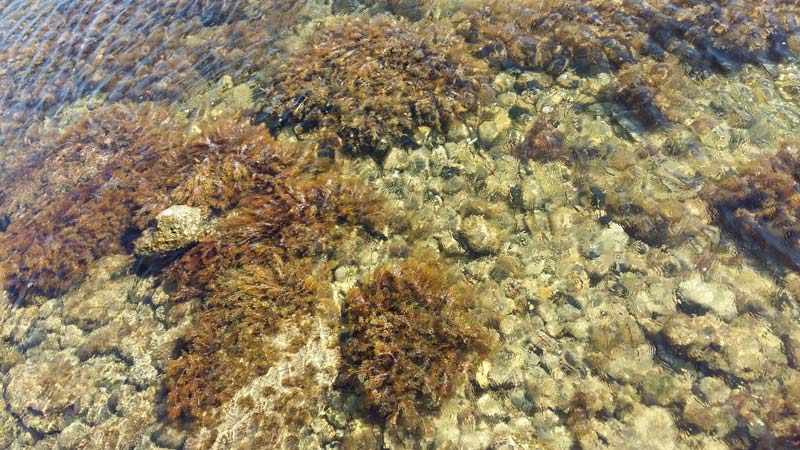 Прозрачность воды в водоемах нижнего Приморского парка Нового Афона