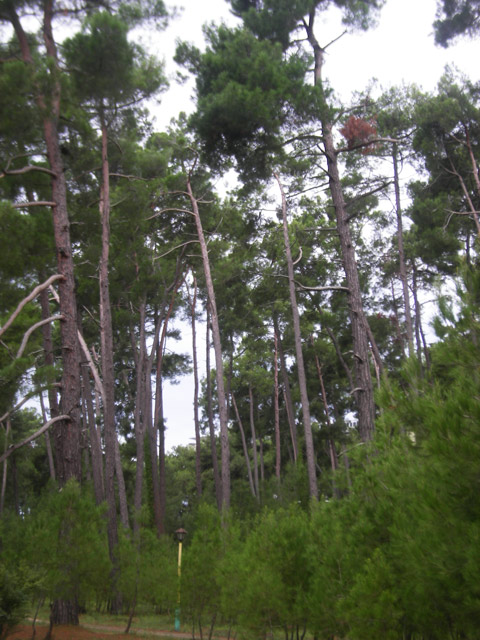 Реликтовые сосны Пицунды. Название Пицунда происходит от латинского Pínus. Pínus (лат. сосна)