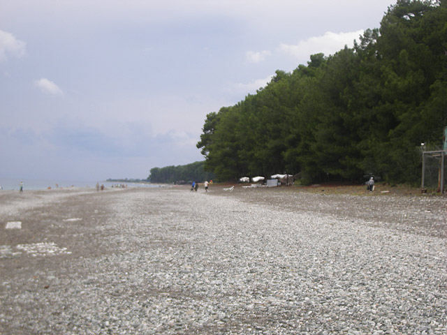 Галечный пляж за мысом Пицундской бухты вдоль реликтовой сосновой рощи