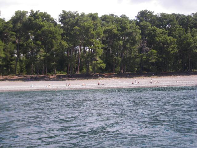 Реликтовые сосны вдоль берега Пицундской бухты